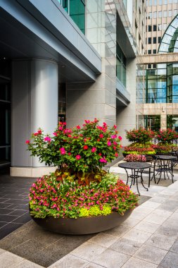 şehir merkezinde charlotte, north carolina bir avlu içinde çiçek. 