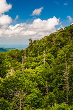 shenando manzarası sürücüden gördüm çok ölü ağaç ormanı