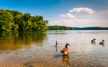 Geese in the water at Loch Raven Reservoir, near Towson, Marylan clipart