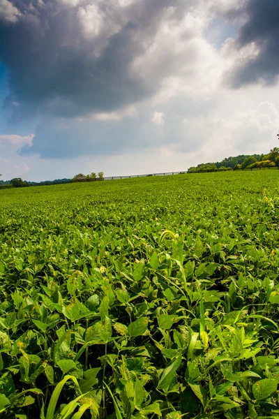 Nubes sobre campos agrícolas en el condado rural de York, Pensilvania . — Foto de Stock