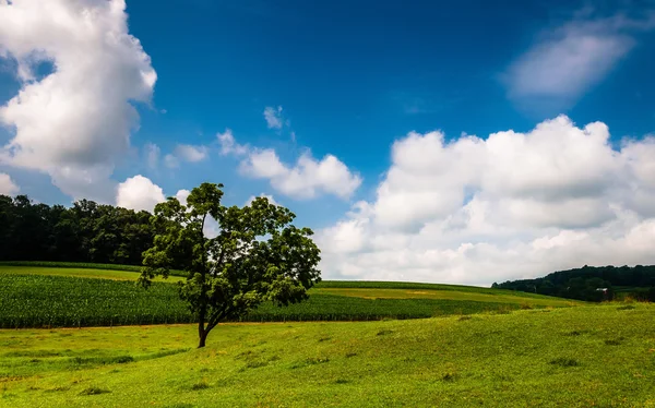Nuvole sopra un albero in un campo nella contea di Southern York, PA . — Foto Stock