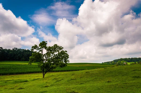 Wolken over boom in een veld in zuidelijke york county, pa. — Stockfoto