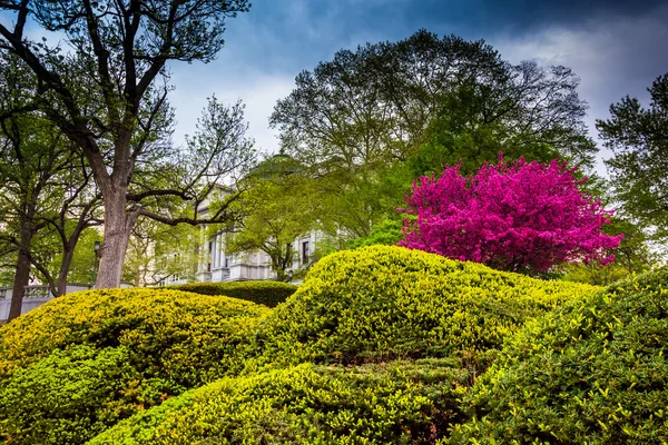 Coloridos arbustos y árboles en el Complejo del Capitolio en Harrisburg , — Foto de Stock