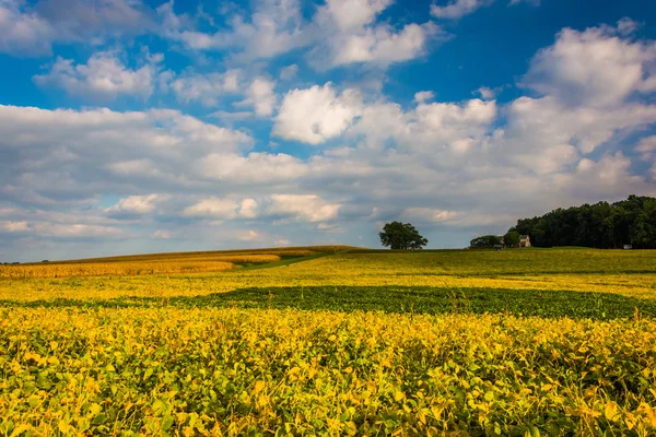 Kolorowe pola w pobliżu mersyside, Pensylwania. — Zdjęcie stockowe