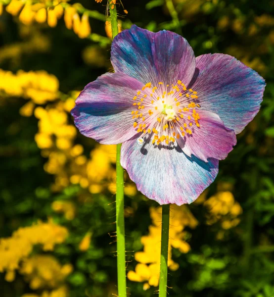 Kleurrijke bloem in longwood gardens, pennsylvania. — Stockfoto