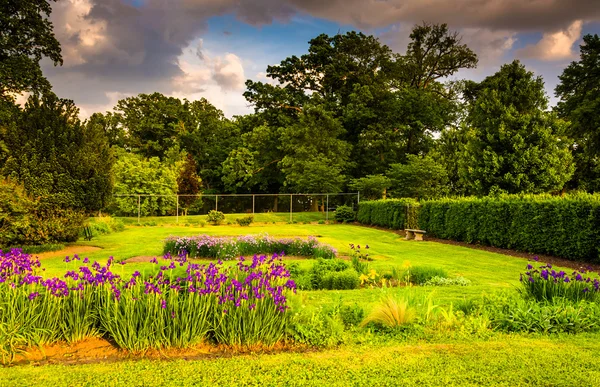 Kleurrijke bloemen in een tuin in druïde hill park, in baltimore, m — Stockfoto