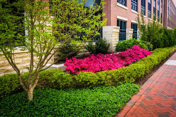 Colorful trees and bushes along a sidewalk in downtown Richmond, — Stock Photo, Image