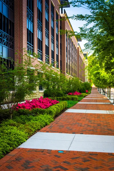 Arbres et buissons colorés le long d'un trottoir dans le centre-ville de Richmond , — Photo