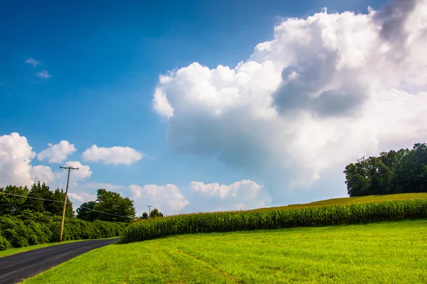 Sädesfält längs en väg på landsbygden york county, pennsylvania. — Stockfoto