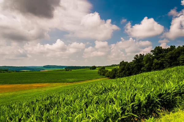 Maisfeld und sanfte Hügel im ländlichen Kreis York, Pennsylvania. — Stockfoto