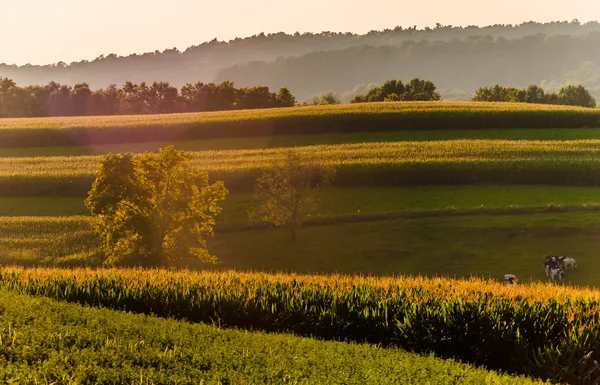 Pola kukurydzy i wzgórza w wiejskich york county, w stanie Pensylwania. — Zdjęcie stockowe