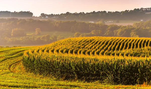 Maisfelder und Blick auf weit entfernte Hügel im ländlichen Kreis York, penn — Stockfoto