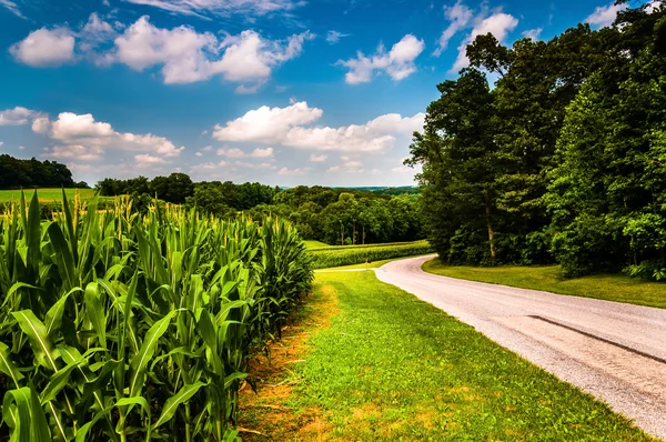 Cornfield along country road in Southern York County, Pennsylvan — Stock Photo, Image