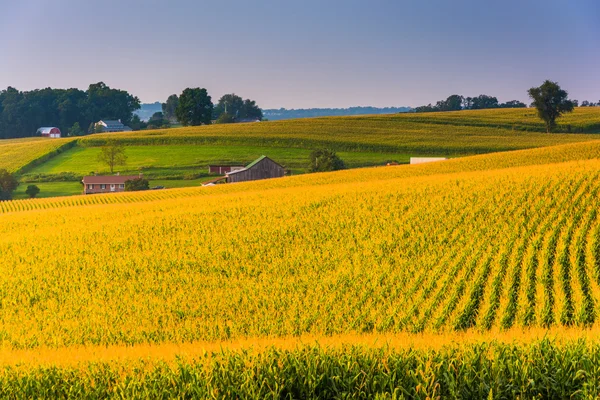 Corn fields in rural York County, Pennsylvania. — Stock Photo, Image