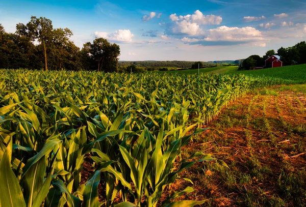 Cornfield and barn on a farm field in Southern York County, Penn — Stock Photo, Image