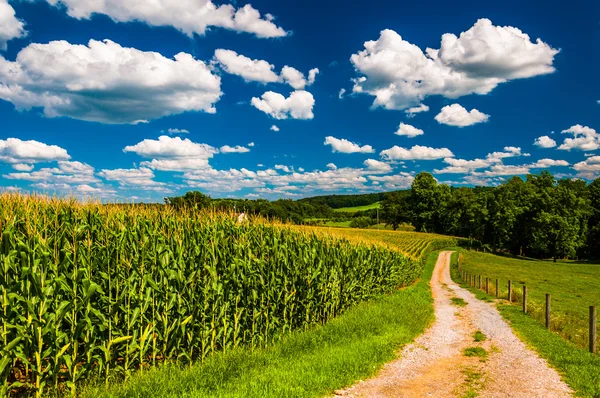 Cornfield en oprit naar een boerderij in rurale Zuidelijke york county, — Stockfoto