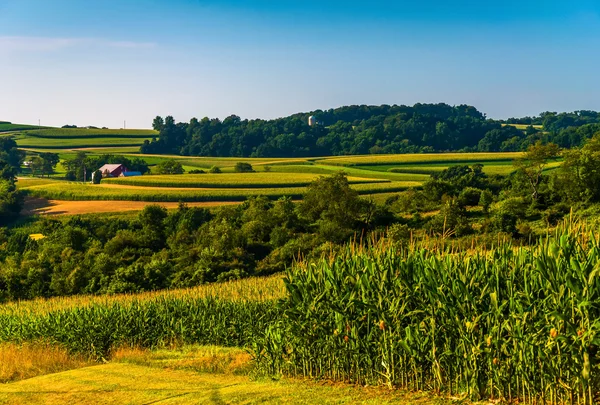 Cornfield și vedere la dealuri rulante și ferme din sudul York-ului — Fotografie, imagine de stoc