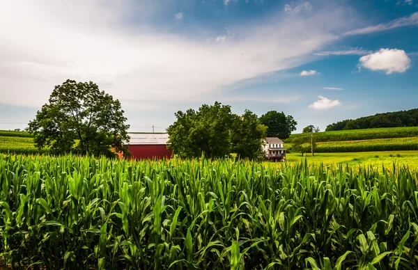 Kukuřičného pole, stodoly a dům na farmě v Jižní york county, pe — Stock fotografie
