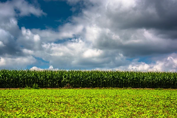 農村キャロル郡、メリーランド州のトウモロコシ畑. — ストック写真