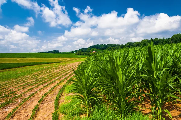 Cornfields em uma fazenda no condado rural de Southern York, Pensilvânia — Fotografia de Stock