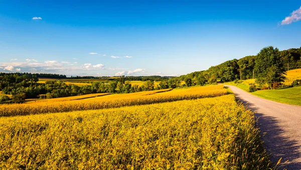 Сельская дорога и фермерские поля в округе Йорк, Пенсильвания . — стоковое фото