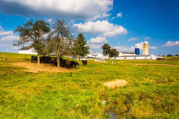 Vacas e celeiro em uma fazenda no condado rural de York, Pensilvânia . — Fotografia de Stock