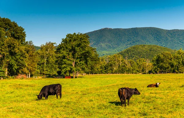 Vaches dans un champ et vue sur les Blue Ridge Mountains dans le Shen — Photo