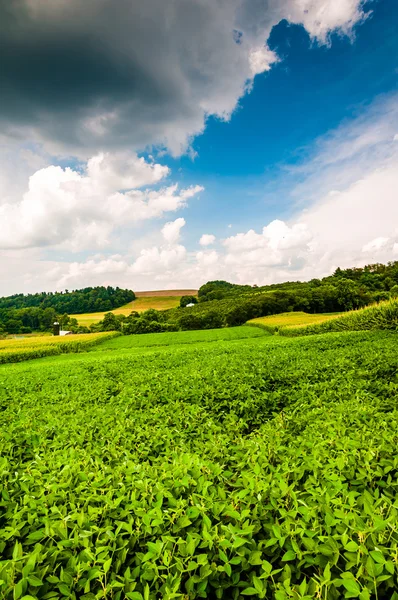 Crops growing in a farm field in rural York County, Pennsylvania — Stock Photo, Image