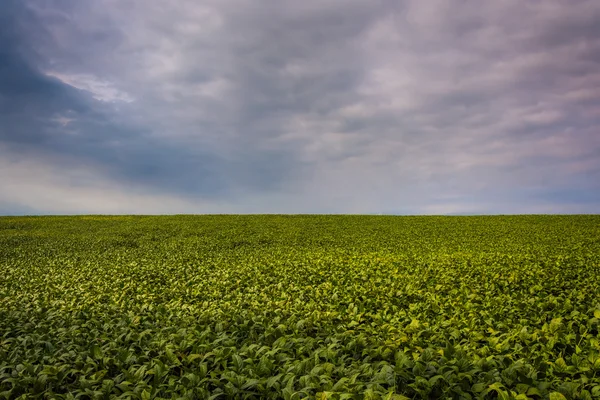 Dark clouds over crops in a farm field in rural York County, Pen — Stock Photo, Image