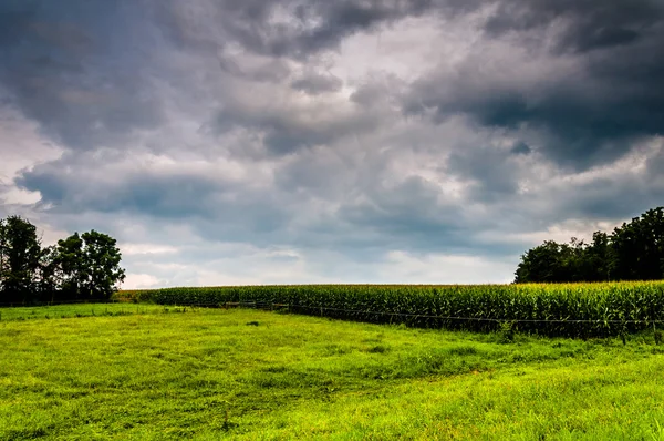 Nuvole scure su un campo di mais nella contea rurale di York, Pennsylvania — Foto Stock