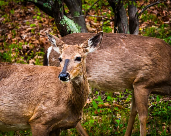 Deer along Skyline Drive, in Shenandoah National Park, Virginia. — Stock Photo, Image