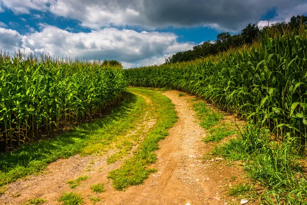 Camino de tierra a través de un maizal en el condado rural de Carroll, Maryland . — Foto de Stock