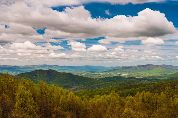 Early spring yellows and greens in Shenandoah National Park, see — Stock Photo, Image