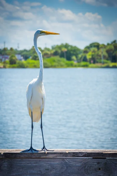 Egret em um cais de pesca em Miami, Florida . — Fotografia de Stock