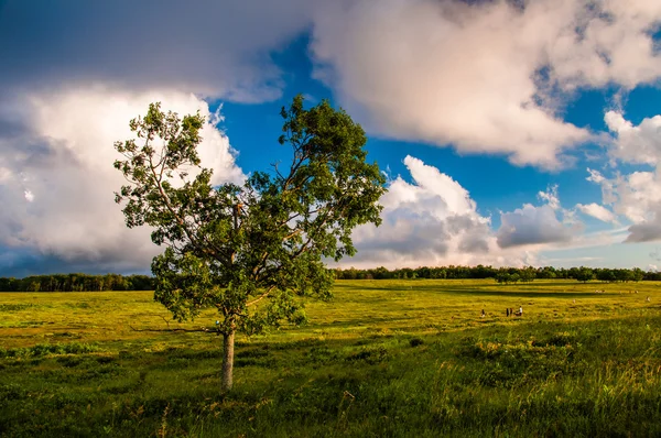's avonds wolken boven boom in grote weilanden, shenandoah nationale par — Stockfoto