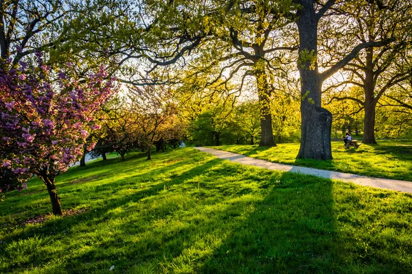 Evening light on colorful trees in Druid Hill Park, Baltimore, M — Stock Photo, Image