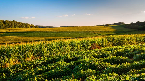 Avond licht op de glooiende heuvels en boerderij velden in rural york cou — Stockfoto