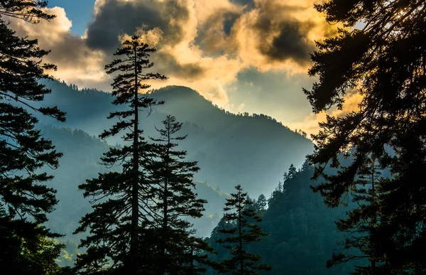 Avond door pijnbomen van een over het hoofd op de pas ontdekte kloof — Stockfoto