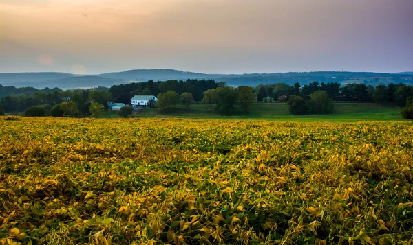 Champ agricole et vue sur les collines Piegon près de Spring Grove, Penns — Photo