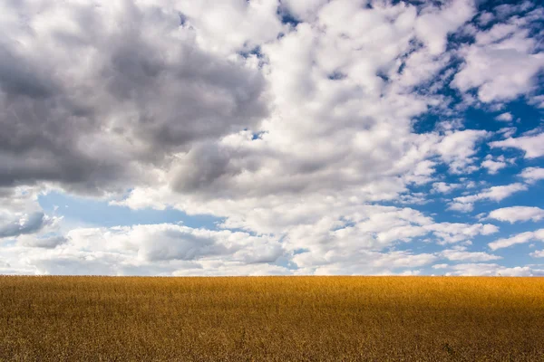 Farm field in rural York County, Pennsylvania. — Stock Photo, Image