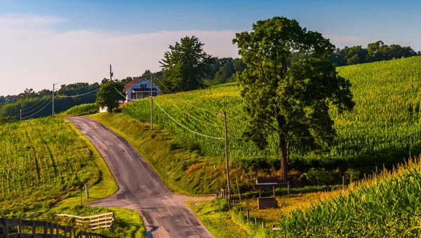 Champs agricoles le long d'une route de campagne dans le comté rural de York, Pennsylva — Photo