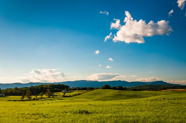Farm fields and view of Massanutten Mountain, in the Shenandoah — Stock Photo, Image