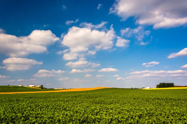 Farm fields in rural York County, Pennsylvania. — Stock Photo, Image