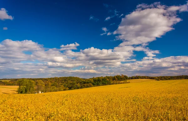 Boerderij velden in rural york county, pennsylvania. — Stockfoto