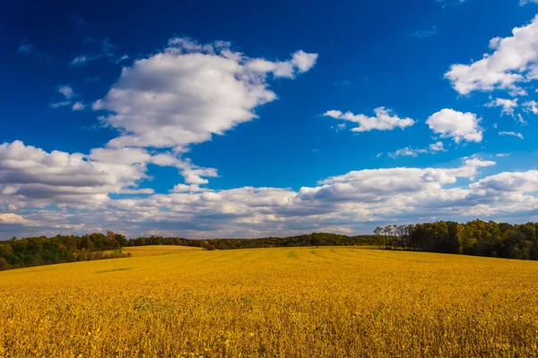 Farm fields in rural York County, Pennsylvania. — Stock Photo, Image