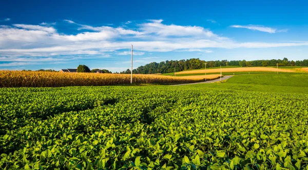 Campos agrícolas en el condado rural de York, Pennsylvania . — Foto de Stock