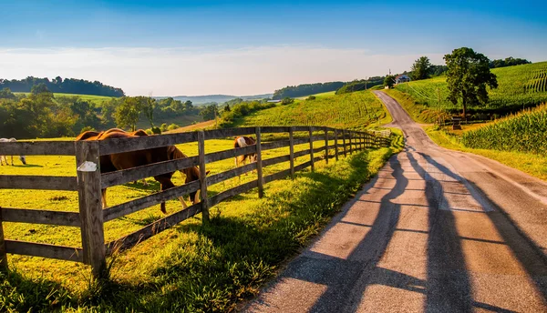 Hegn og heste langs et land bagvej i landdistrikterne York County , - Stock-foto