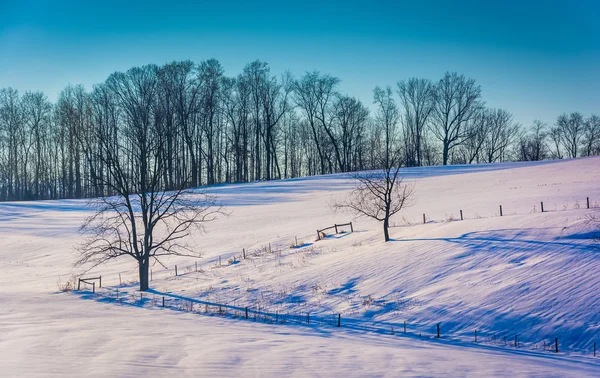 Cercas e árvores em uma colina coberta de neve no condado rural de York, Pe — Fotografia de Stock