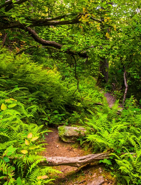 Fougères le long d'un sentier dans une forêt luxuriante, dans le comté de Baltimore, Maryl — Photo