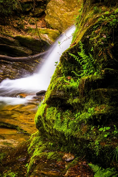 Ferns and moss growing off a rock and a waterfall in Holtwood, P — Stock Photo, Image